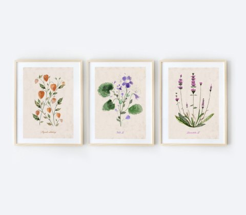 3 ilustracje botaniczne | A3