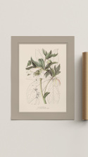 3 ilustracje botaniczne | A3