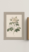 Róża | ilustracja botaniczna A3