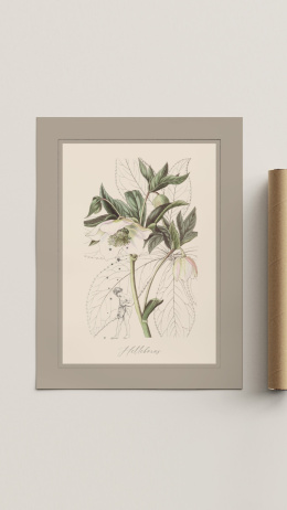 Ciemiernik | ilustracja botaniczna A3