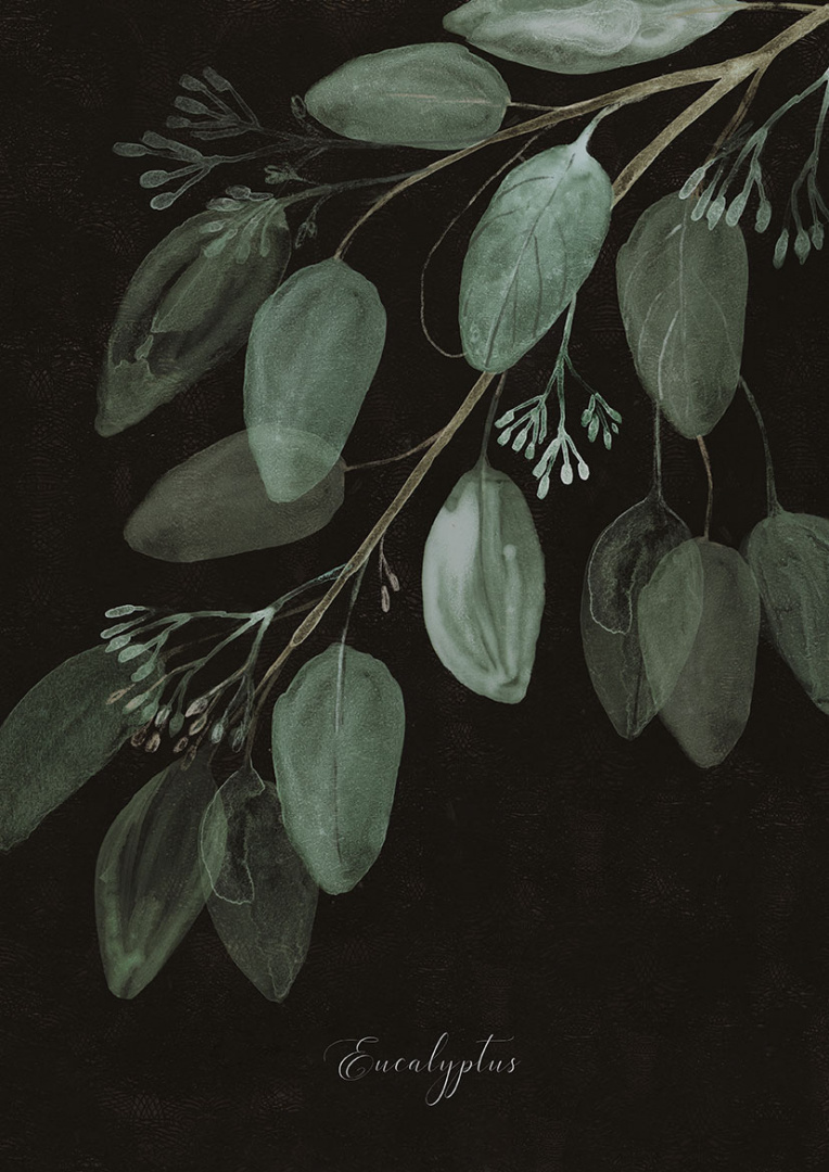 Eukaliptus | A3