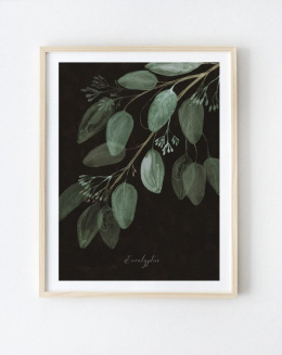 Eukaliptus | A3